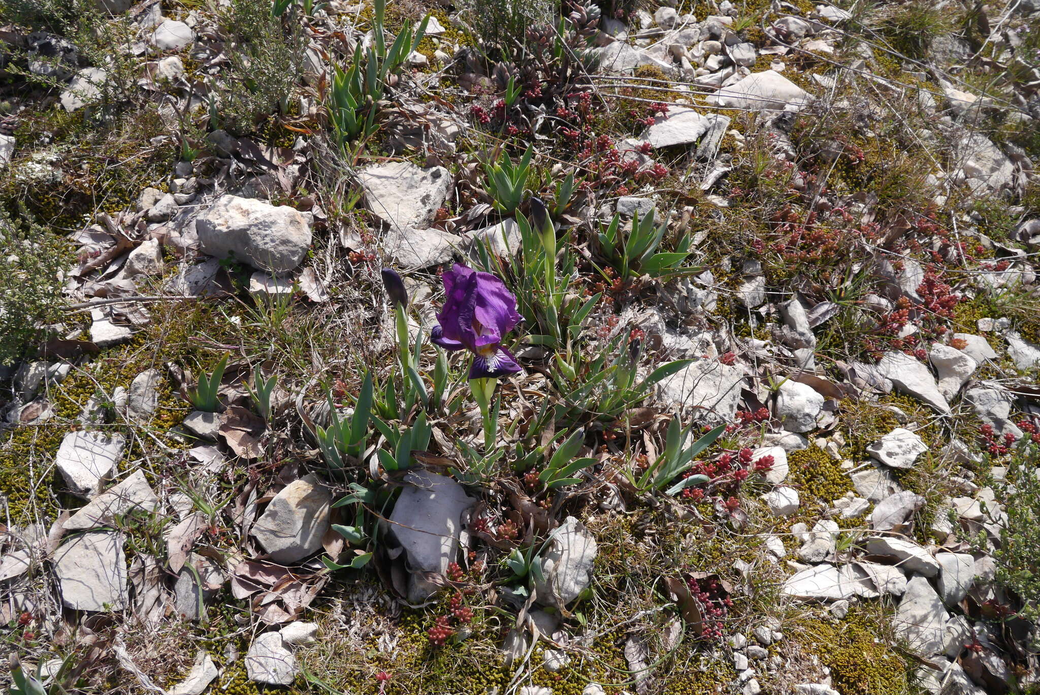 Image de Iris lutescens Lam.