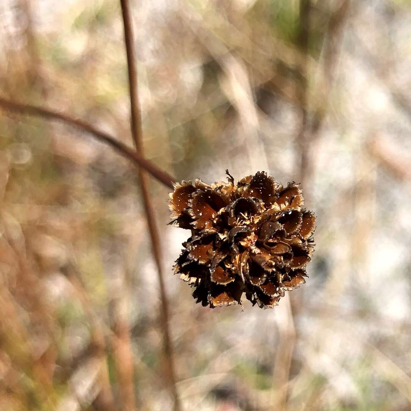 Image of Elliott's Yellow-Eyed-Grass