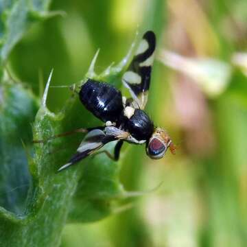 Image of Urophora cardui (Linnaeus 1758)