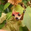 Image de Rhynchosia acuminatifolia Makino