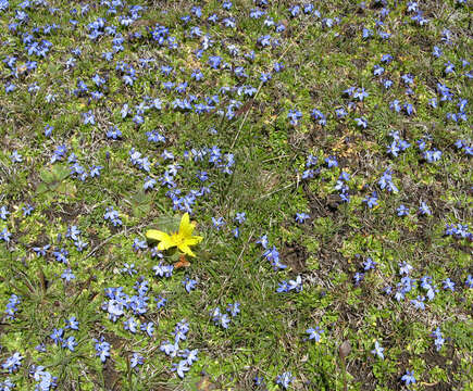 Image of Lobelia galpinii Schltr.