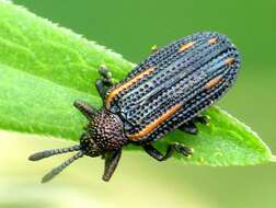 Image of Microrhopala xerene (Newman 1838)