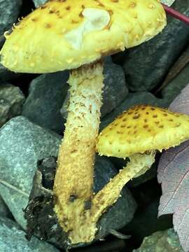 Image of Pholiota limonella (Peck) Sacc. 1887