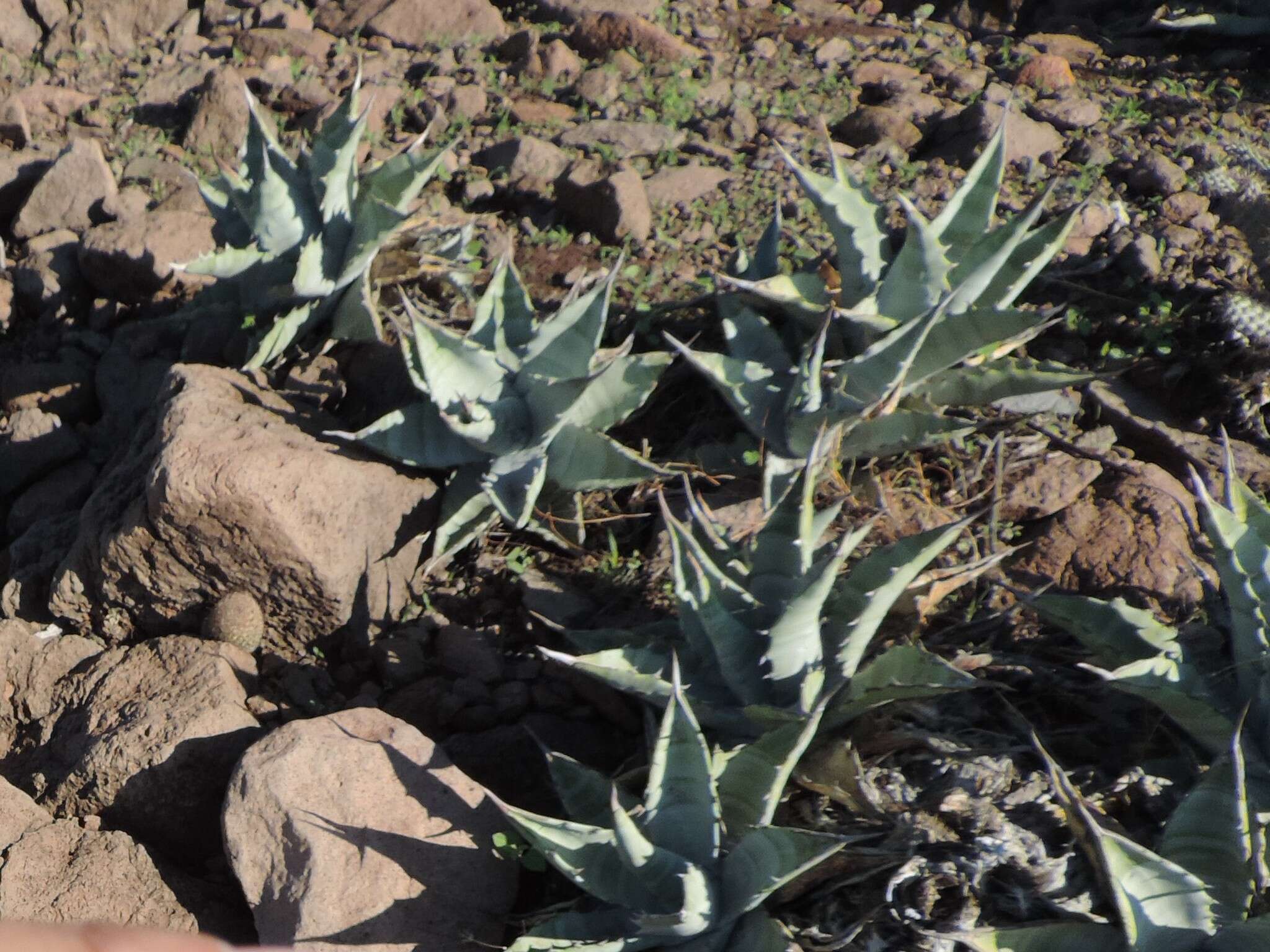 صورة Agave cerulata Trel.