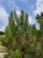 Image of Pinus radiata var. radiata