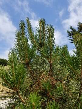 Image of Pinus radiata var. radiata