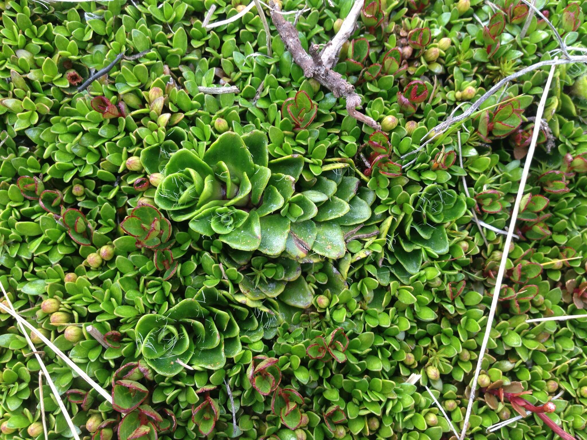 Image of Ourisia glandulosa Hook. fil.