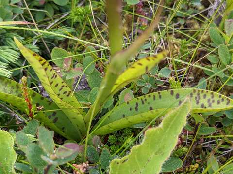 Dactylorhiza maculata subsp. islandica (Á. Löve & D. Löve) Soó的圖片