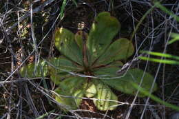 Drosera major的圖片