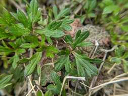 Imagem de Ranunculus formosamontanus Ohwi