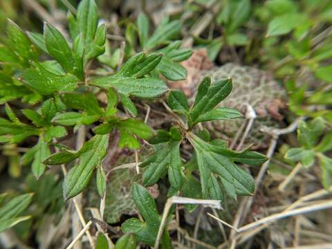 Ranunculus formosamontanus Ohwi的圖片