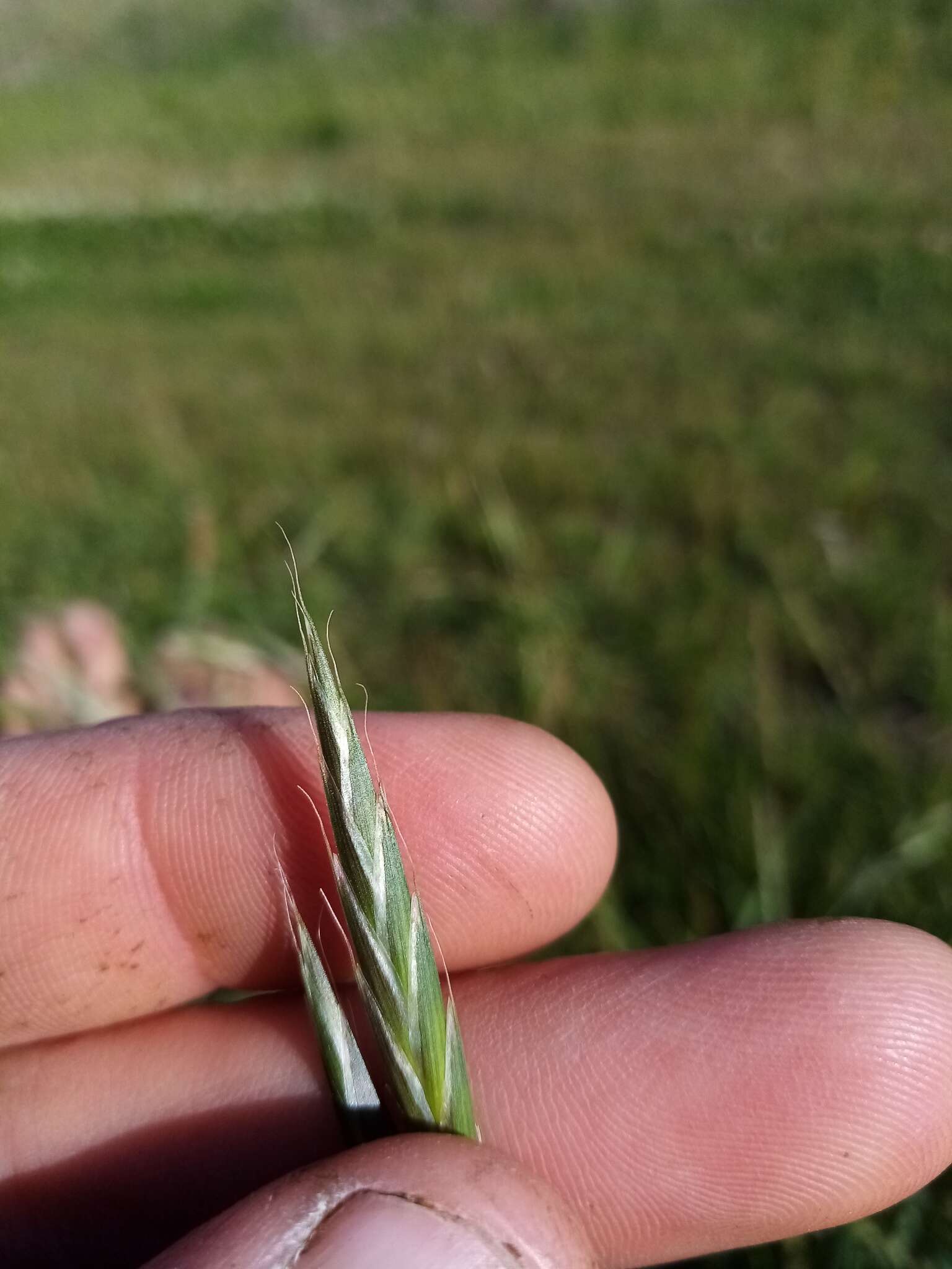 Image of Alaska brome