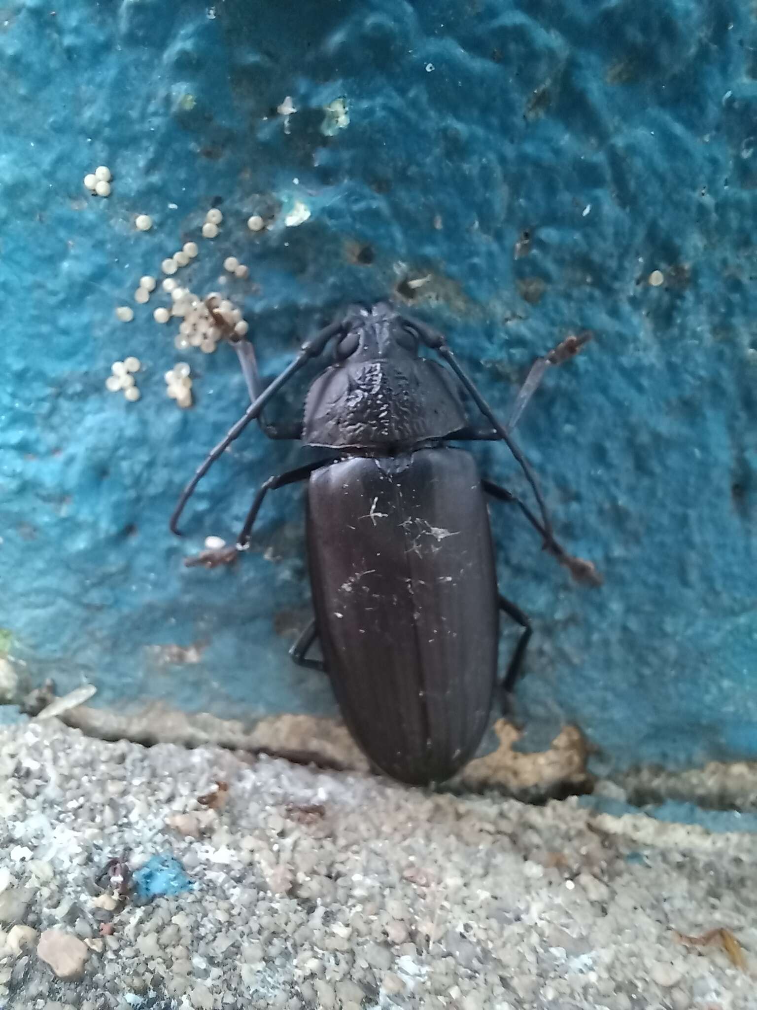 Image of Navosoma