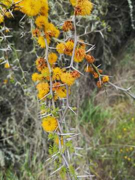 Plancia ëd Vachellia caven (Molina) Seigler & Ebinger