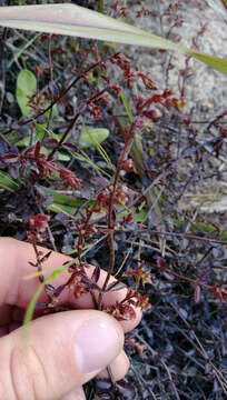 Image of Gonocarpus incanus (A. Cunn.) Orchard