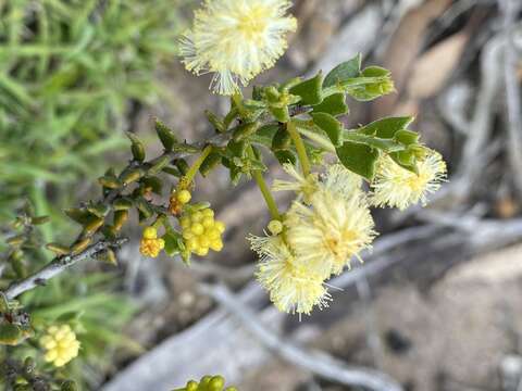 Image de Acacia bidentata Benth.