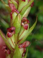 Imagem de Disa densiflora (Lindl.) Bolus