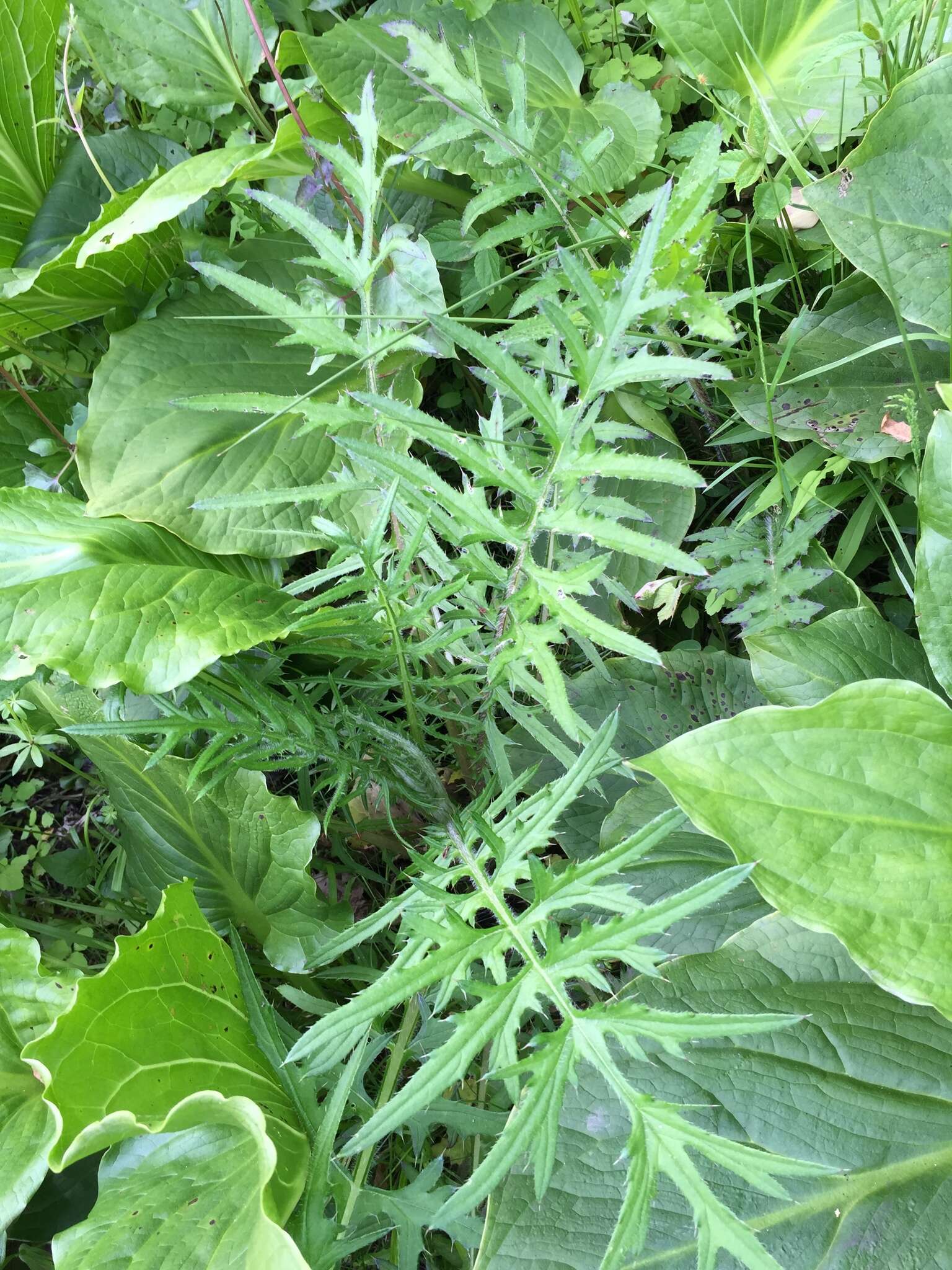 Imagem de Cirsium muticum Michx.