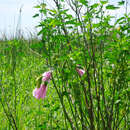 Image of striped rosemallow