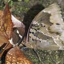 Image of Charaxes numenes aequatorialis Van Someren 1972