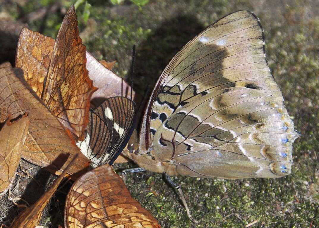 Image of Charaxes numenes aequatorialis Van Someren 1972