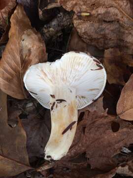 Image of Hygrophorus sordidus Peck 1898