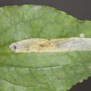 Image of Proleucoptera