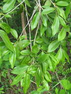 Sivun Diospyros salicifolia Humb. & Bonpl. ex Willd. kuva