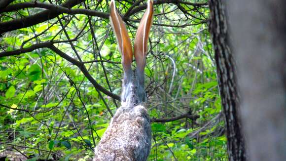 Image of Antelope Jackrabbit