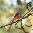 Image of Slaty-backed Flycatcher