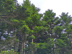 Image of Taiwan Fir