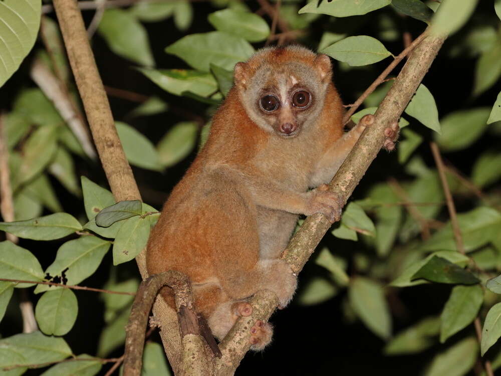 Image of Ashy Slow Loris