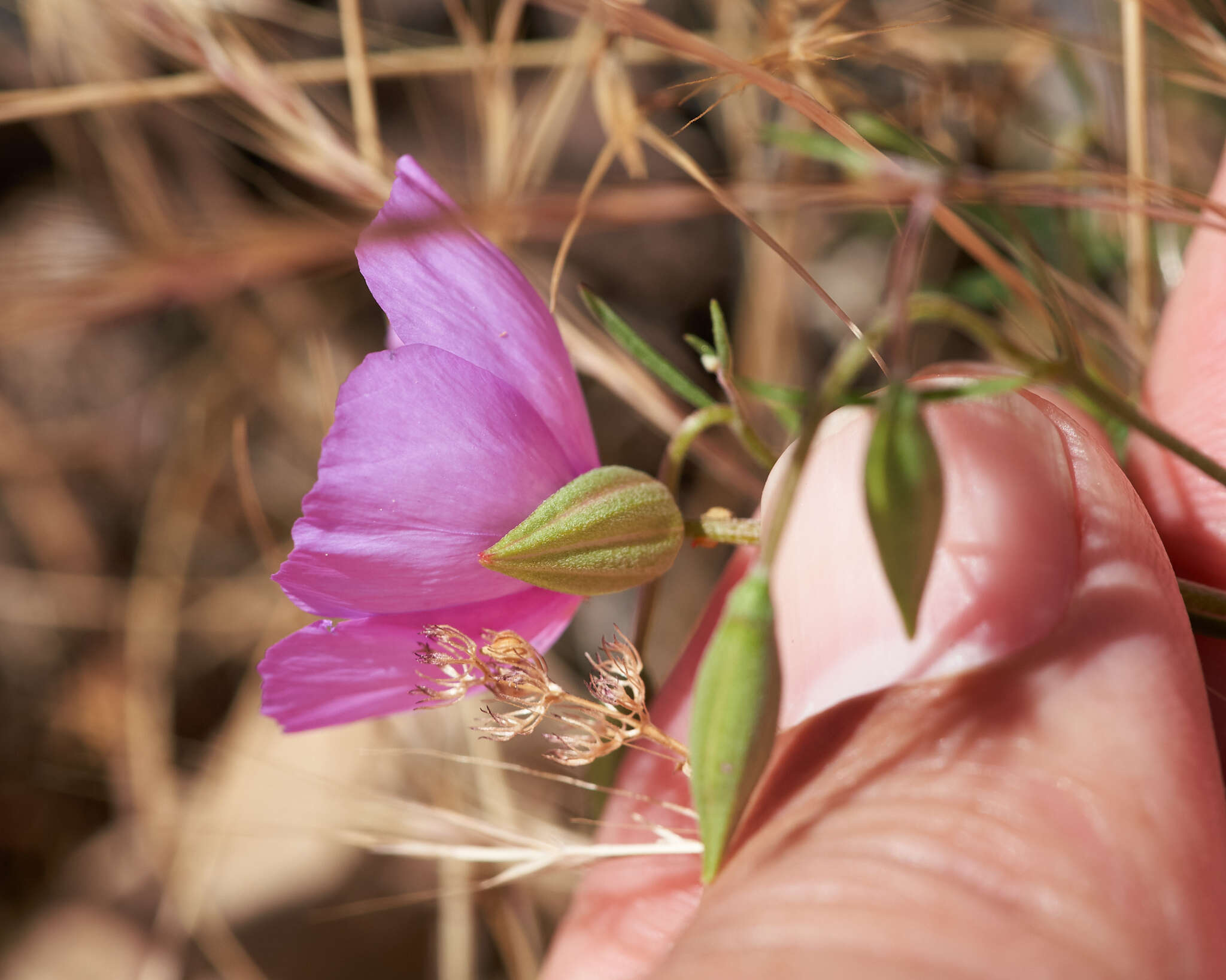 Image of speckled clarkia