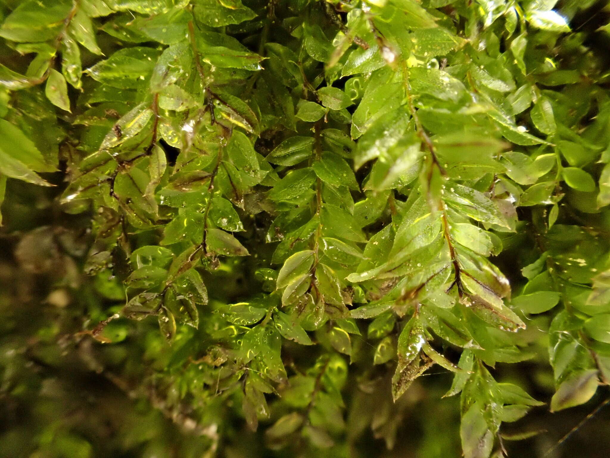 Image of stellar calcareous moss