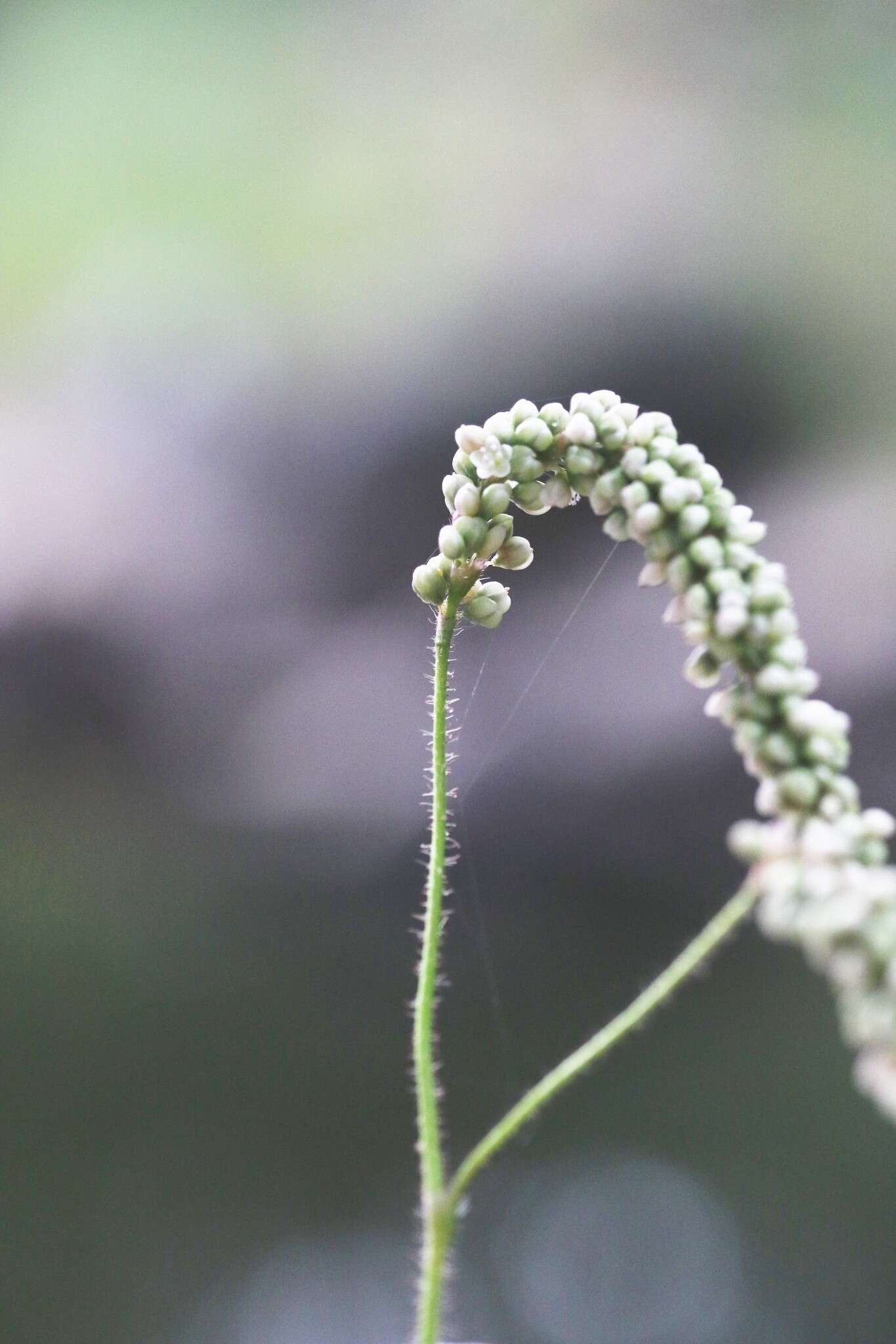 Plancia ëd Persicaria careyi (Olney) Greene