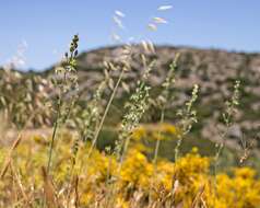 Image de Ornithogalum creticum Zahar.