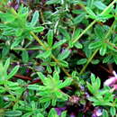 Image of Indigofera filiformis L. fil.