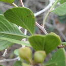 Image of Searsia glauca (Thunb.) Moffett