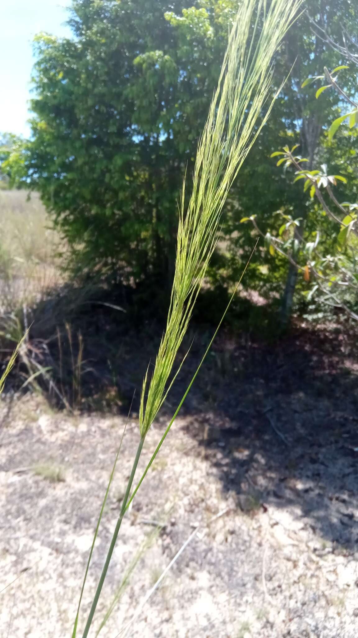 Image de Aristida rufescens Steud.