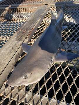 Image of Banded Houndshark