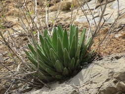 صورة Agave victoriae-reginae subsp. swobodae Halda