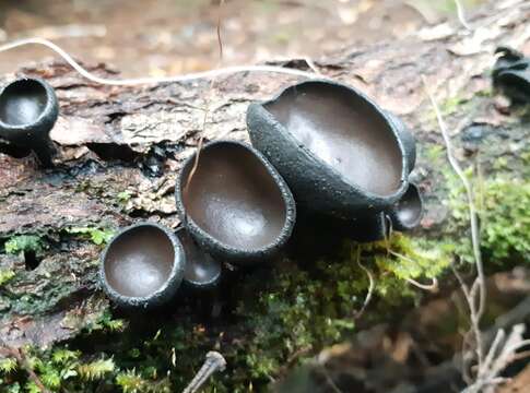 Plancia ëd Plectania campylospora (Berk.) Nannf. 1957