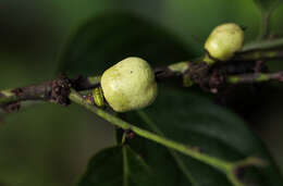 Слика од Diospyros iturensis (Gürke) Letouzey & F. White