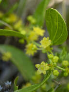 Plancia ëd Ziziphus lotus (L.) Lam.