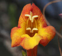 Image of Hemichaena levigata (Robins. & Greenm.) Thieret