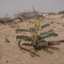 Image of Senna italica subsp. micrantha (Brenan) Lock