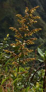 Guzmania plumieri (Griseb.) Mez的圖片