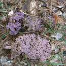 Ramaria cedretorum (Maire) Malençon 1958 resmi