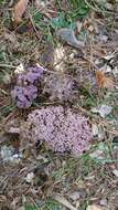 Image de Ramaria cedretorum (Maire) Malençon 1958