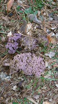 Image of Ramaria cedretorum (Maire) Malençon 1958